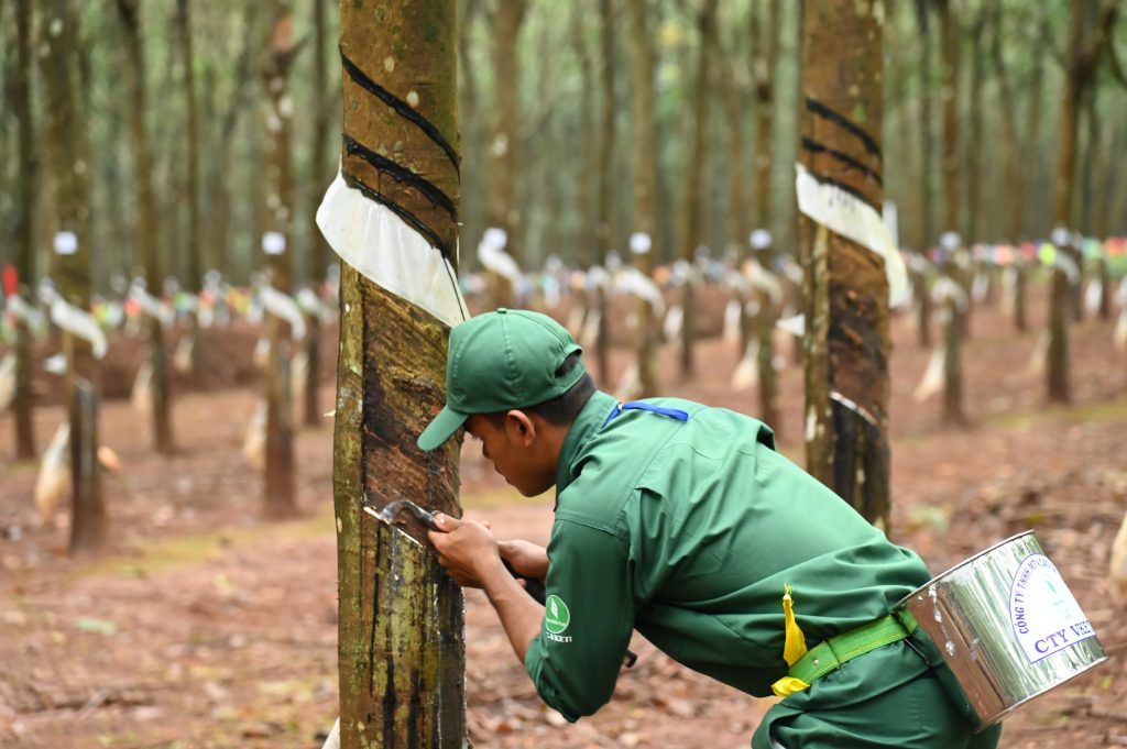 Nông trường 2 lập “cú đúp” tại Hội thi Bàn tay vàng Cao su Lộc Ninh